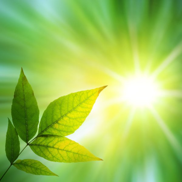 Листья на солнце