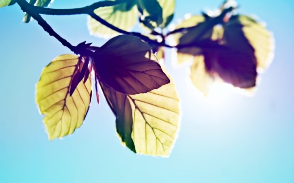 Боке солнце