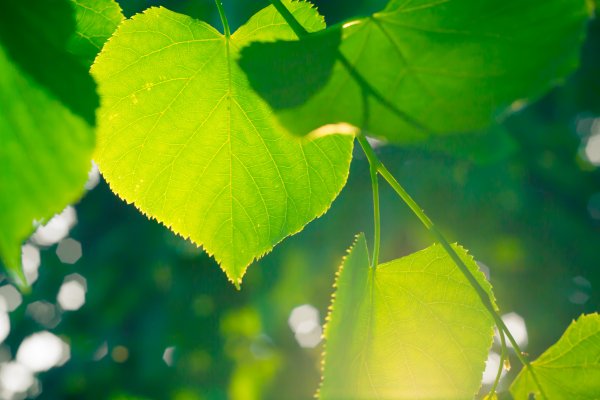 Осень солнце