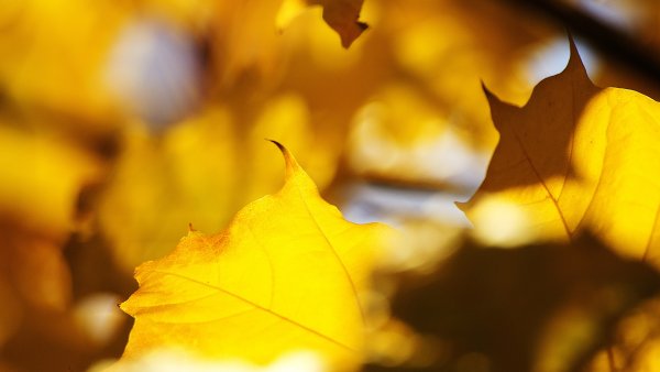 Осенние листья клена