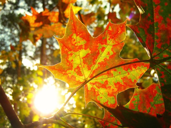 Клен красный autumn Radiance