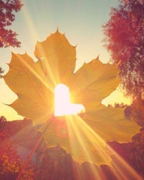 Ветка дерева с листьями