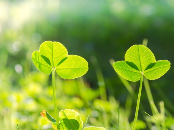 Солнечная осень