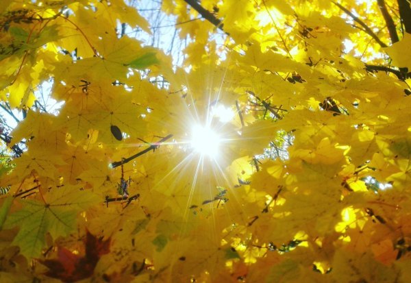 Осеннее солнце