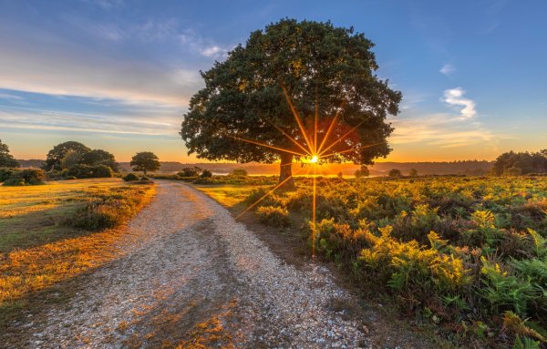 Дерево на рассвете