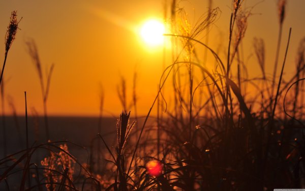 Летний вечер