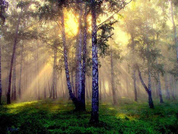 Лучи солнца в лесу