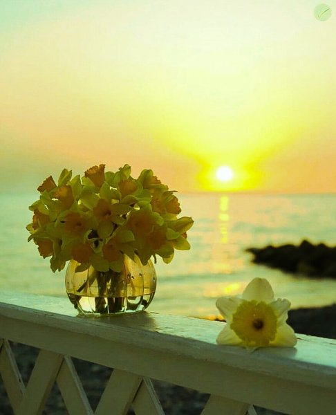 Доброе утро солнышко