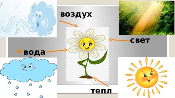 Что необходимо растению для жизни