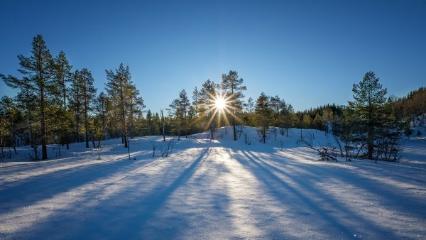 Деревья в снегу