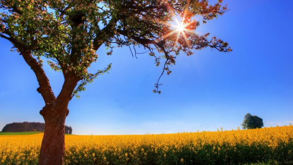 Дерево солнце