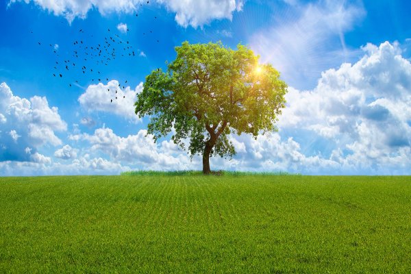 Деревья летом