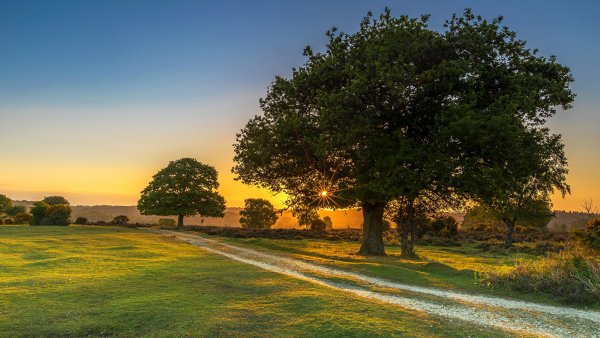 Пейзаж с деревьями