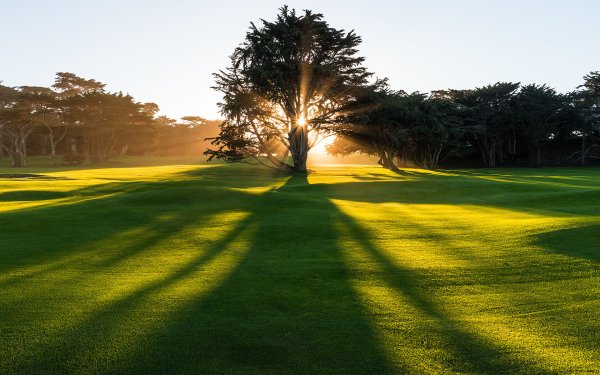 Дерево солнце