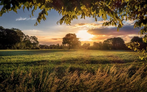 Сказочное поле