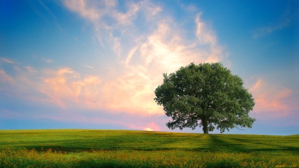 Пейзаж поле