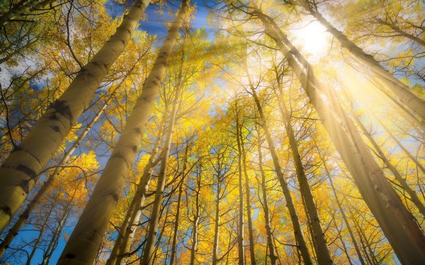 Березы солнце