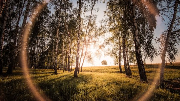 Рассвет в березовой роще