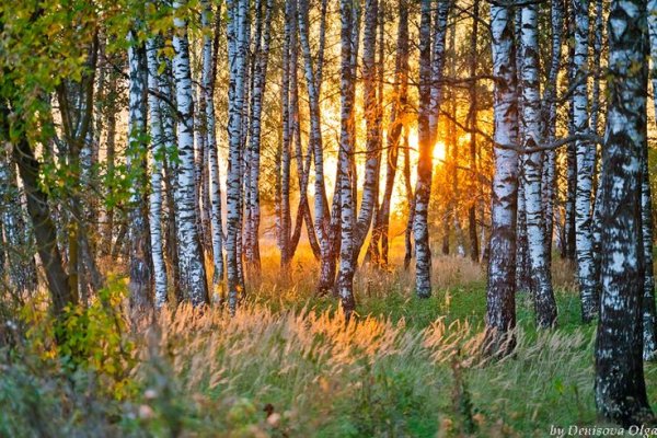 Березы солнце