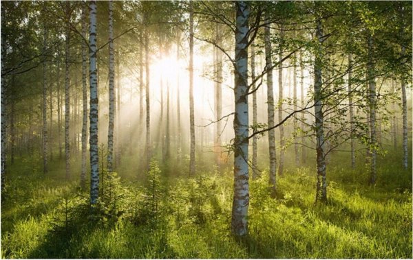 Березовая роща солнце