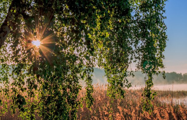 Утро Березка