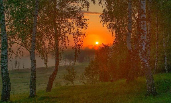 Берёзовая роща на закате