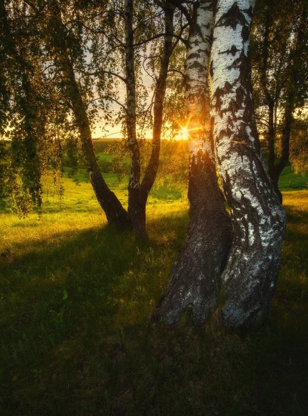 Березовая роща Рязань