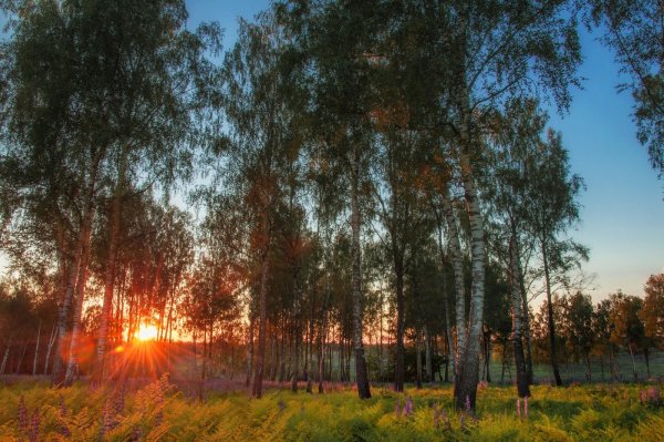 Берёзовая роща на закате