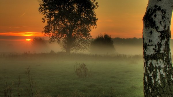 Берёзовая роща на закате