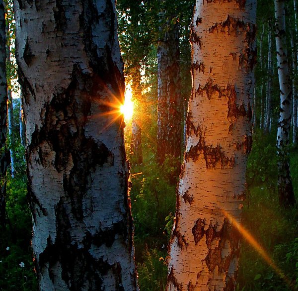 Рассвет березы