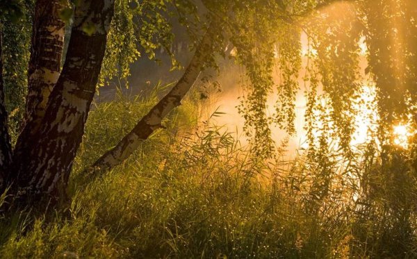 Солнце сквозь березы