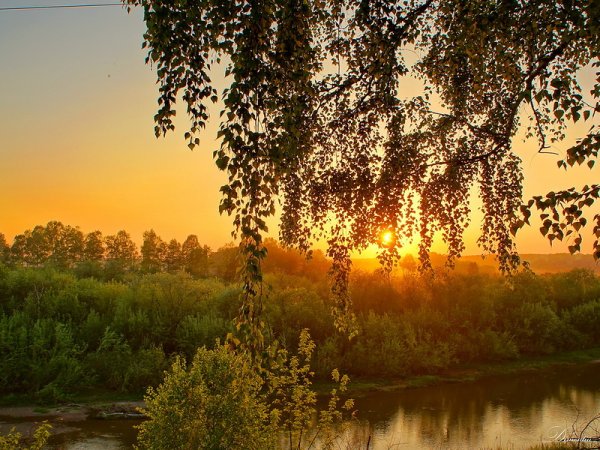 Березы солнце