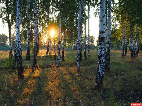 Березовый лес вечером