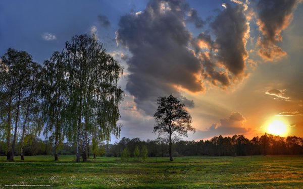 Березы на закате