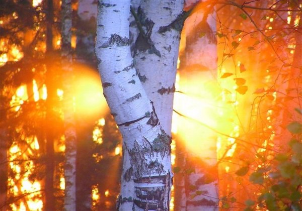 Береза в лучах солнца
