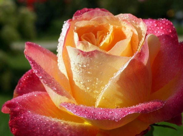 Нежные розы на солнце