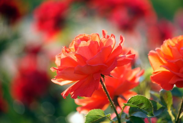 Розы в солнечных лучах