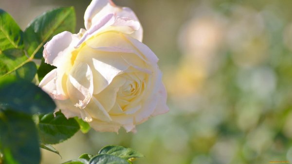 Бело желтые розы