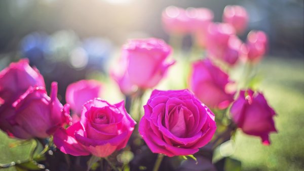 Розы в саду на закате