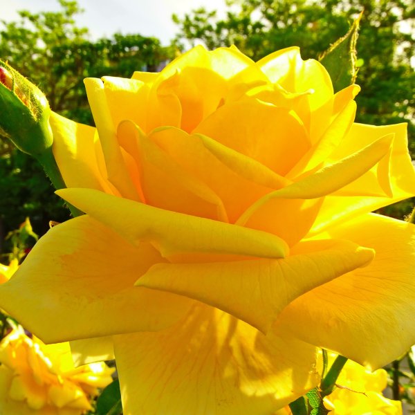 Роза освещенная солнцем