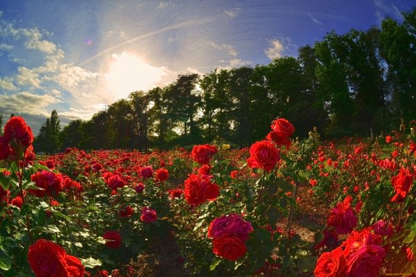 Розы в солнечных лучах