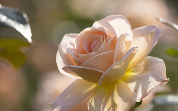 Розовая роза на солнце