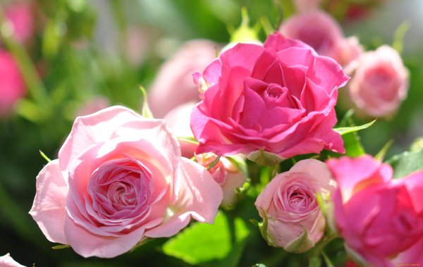 Утренняя роза