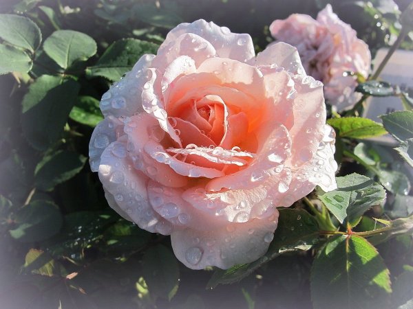 Розы цветут на солнце