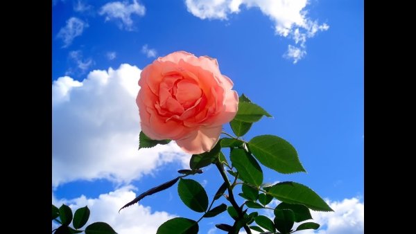 Розы на фоне солнца