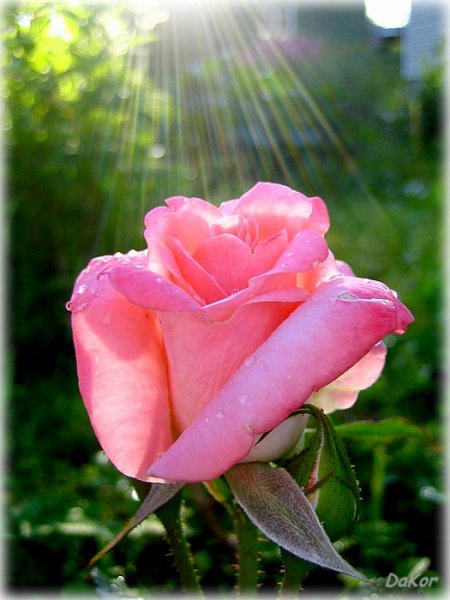 Розы на фоне неба и солнца