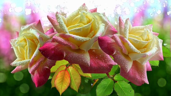 Роза Скай Гарден