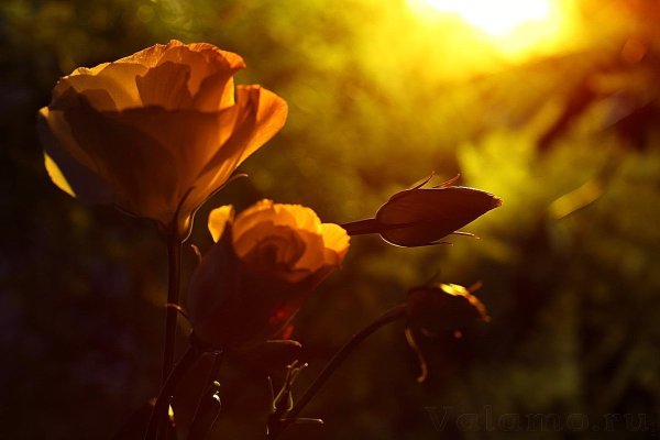 Розы в природе