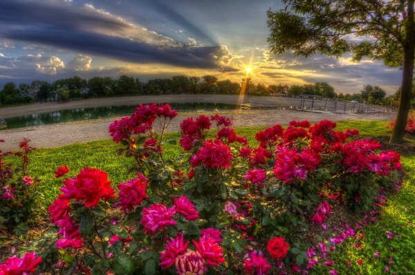 Вечерние розы