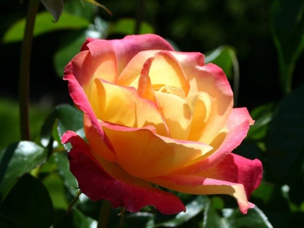 Самые красивые розы